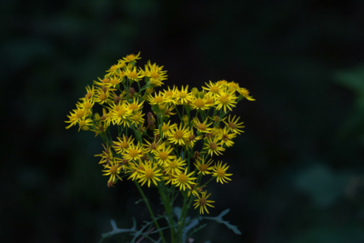 IMG_8681.jpg