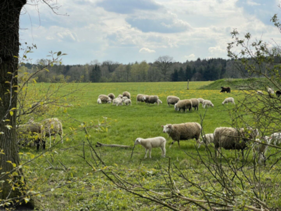 IMG_5372 (Groß).jpg