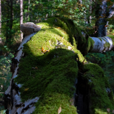 Groß (IMG_5057).jpeg