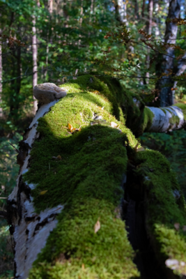 Groß (IMG_5057).jpeg