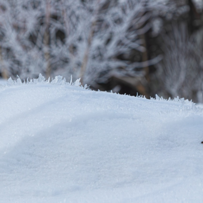 Groß (260111_Schnee_am_Lönsstein_IMG_5450).jpeg