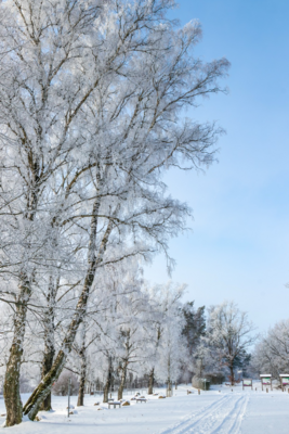 Groß (260111_Schnee_am_Lönsstein_IMG_5426).jpeg
