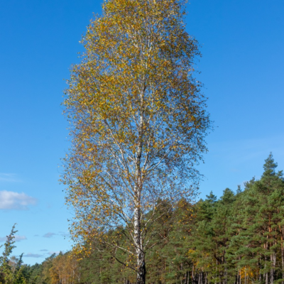 Groß (IMG_5111).jpeg