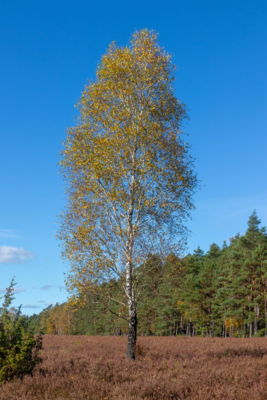 Groß (IMG_5111).jpeg