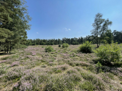 IMG_6583 conv (Groß).jpeg