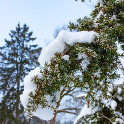 Groß (260111_Schnee_am_Lönsstein_IMG_5447).jpeg