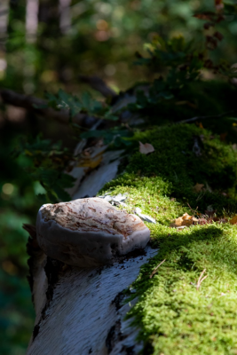 Groß (IMG_5056).jpeg