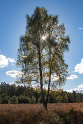 Groß (IMG_5100).jpeg