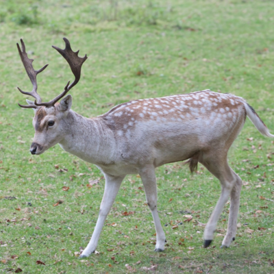 IMG_7262_topaz.jpeg