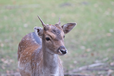 IMG_7254_topaz.jpeg