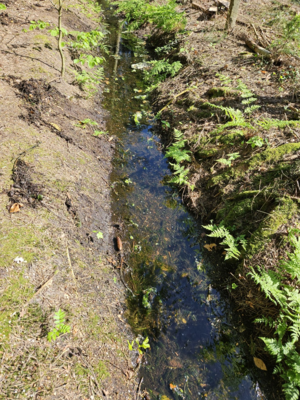 IMG-20240501-WA0001 (Groß).jpg