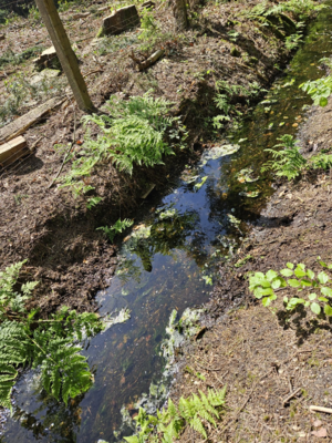 IMG-20240501-WA0002 (Groß).jpg