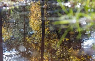 Artikelbild zu Bilder unserer Wanderung durch die herbstliche Heidelandschaft bei Her...