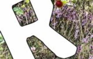 Artikelbild zu Einbruchserie in Faßberg: Feuerwehr, Schule und Wildpark betroffen