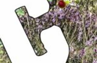 Artikelbild zu Faßberg - 2300 Euro Spende für Calluna Kinder- und Jugendhospizdienst...