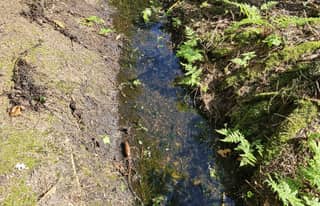Artikelbild zu Keller voll, Grundhochwasser in Faßberg lässt Anwohner verzweifeln