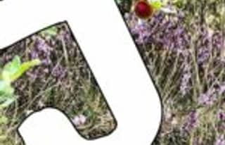 Artikelbild zu Mit Aufräumaktion gegen den Vandalismus