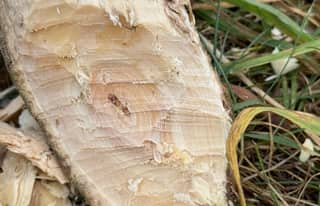 Artikelbild zu Post - Café & mehr - MoinHei.de