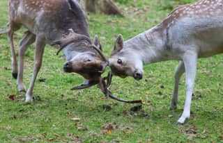 Artikelbild zu Post - Fotos und Videos aus unserer Region - MoinHei.de