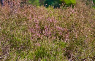 Artikelbild zu Post - Fotos und Videos aus unserer Region - MoinHei.de