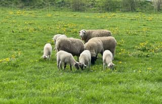 Artikelbild zu Post - Fotos und Videos aus unserer Region - MoinHei.de