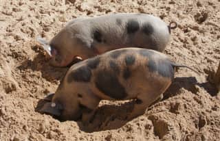 Artikelbild zu Post - Fotos und Videos aus unserer Region - MoinHei.de