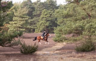 Artikelbild zu Südheide: Schleppjagd in der Misselhorner Heide am 28.02.26