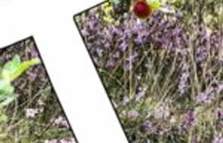 Artikelbild zu Tourismus und Freizeit in der Lüneburger Heide