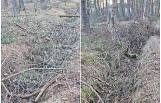 Artikelbild zu Wegebauarbeiten im Moorgebiet