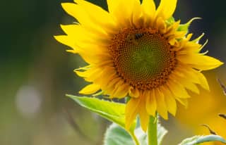 Artikelbild zu Zum Beginn der Heideblüte 2026 im Faßberger Wacholderwald