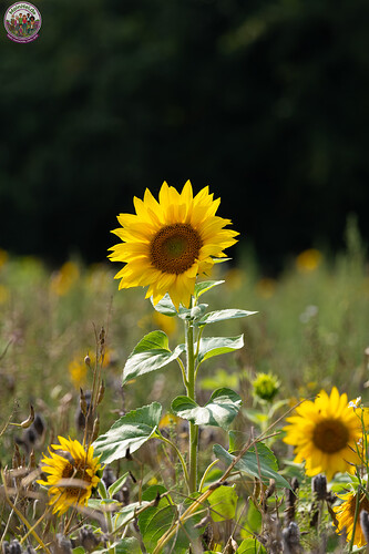 260731_Heidebluete_Fassberg_Tele-6427.jpg