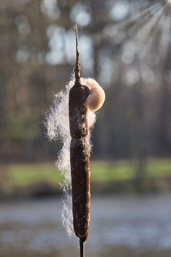 Groß (IMG_7963_HeideseeMüden_020125).jpeg