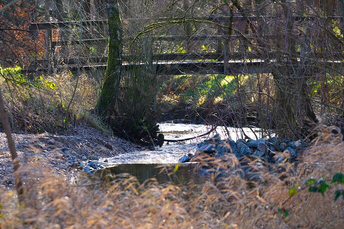 Groß (IMG_7958_HeideseeMüden_020125).jpeg