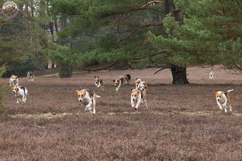 260228_Schleppjagd-Misselhorn-2026-MoinHeide_IMG_5679.jpg
