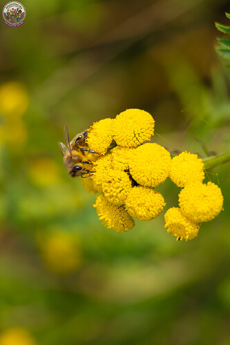 260731_Heidebluete_Fassberg_Tele-6551.jpg