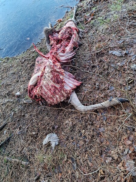 20250111_SG_Rotwild_WolfsrissOberohe.jpeg