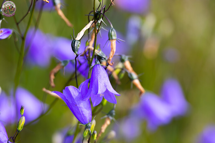 260731_Heidebluete_Fassberg_Tele-6494.jpg