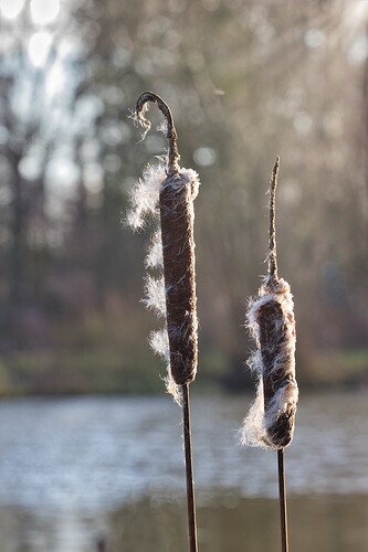 Groß (IMG_7964_HeideseeMüden_020125).jpeg
