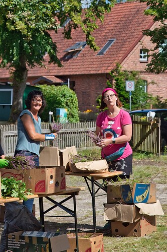 Groß IMG_6559heidekrone082024.jpeg