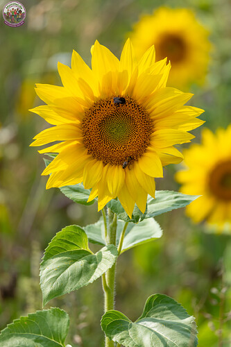 260731_Heidebluete_Fassberg_Tele-6454.jpg