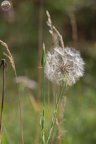 260731_Heidebluete_Fassberg_Tele-6652.jpg