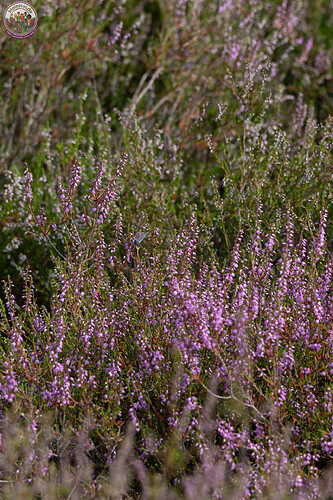260731_Heidebluete_Fassberg_Tele-6499.jpg